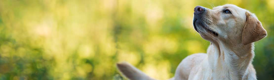 Hund - Nahrungsergänzung & Wachstum